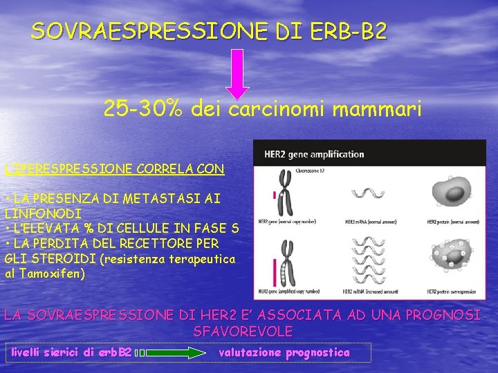 SOVRAESPRESSIONE DI ERB-B 2 25 -30% dei carcinomi mammari L’IPERESPRESSIONE CORRELA CON • LA