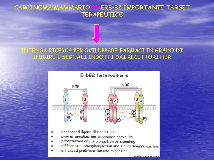 CARCINOMA MAMMARIO ERB-B 2 IMPORTANTE TARGET TERAPEUTICO INTENSA RICERCA PER SVILUPPARE FARMACI IN GRADO