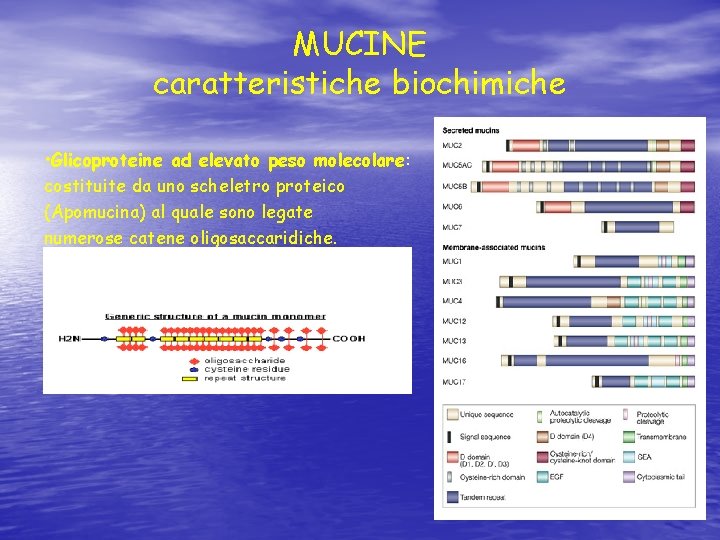 MUCINE caratteristiche biochimiche • Glicoproteine ad elevato peso molecolare: costituite da uno scheletro proteico