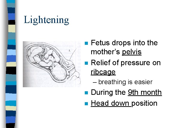 Lightening n n Fetus drops into the mother’s pelvis Relief of pressure on ribcage