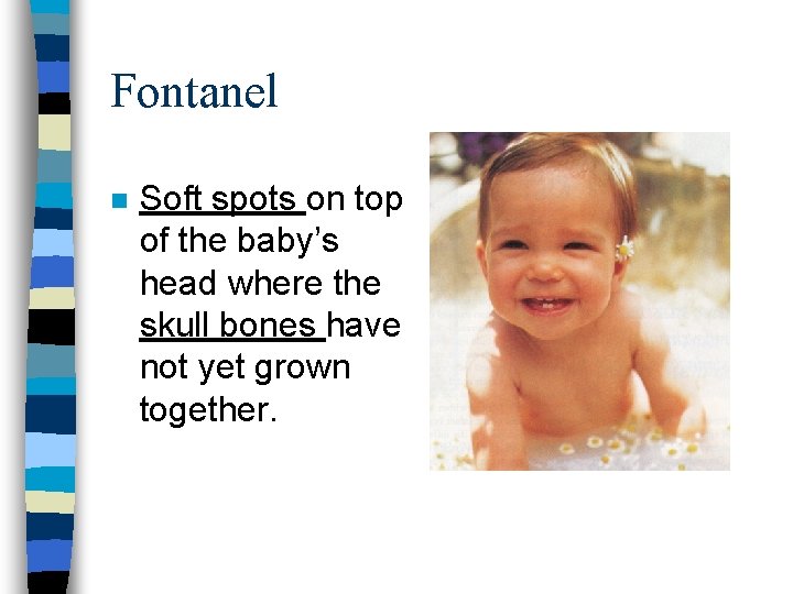 Fontanel n Soft spots on top of the baby’s head where the skull bones