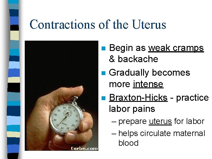 Contractions of the Uterus n n n Begin as weak cramps & backache Gradually