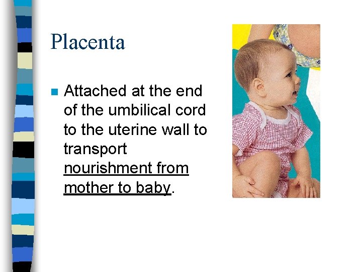 Placenta n Attached at the end of the umbilical cord to the uterine wall