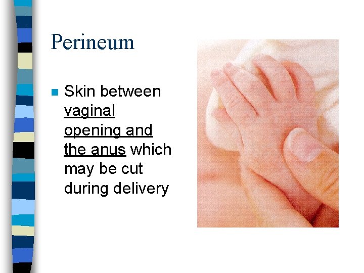 Perineum n Skin between vaginal opening and the anus which may be cut during