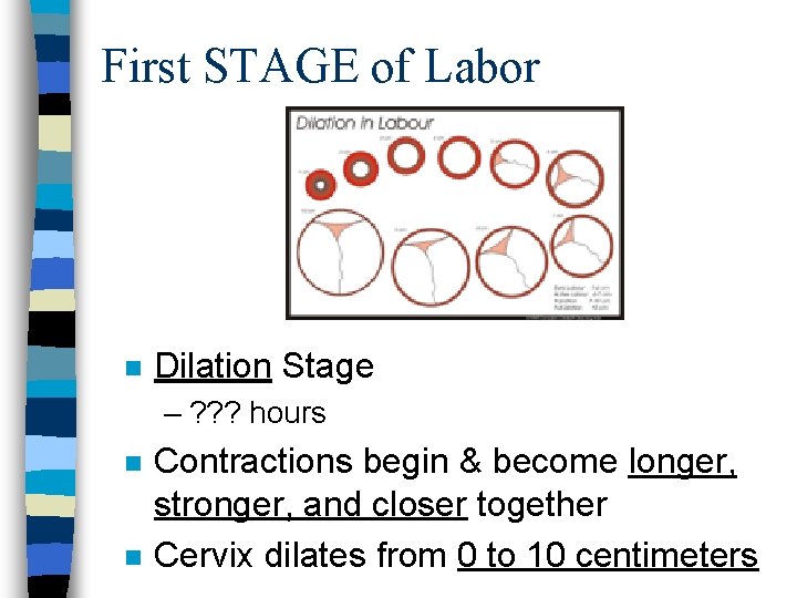 First STAGE of Labor n Dilation Stage – ? ? ? hours n n