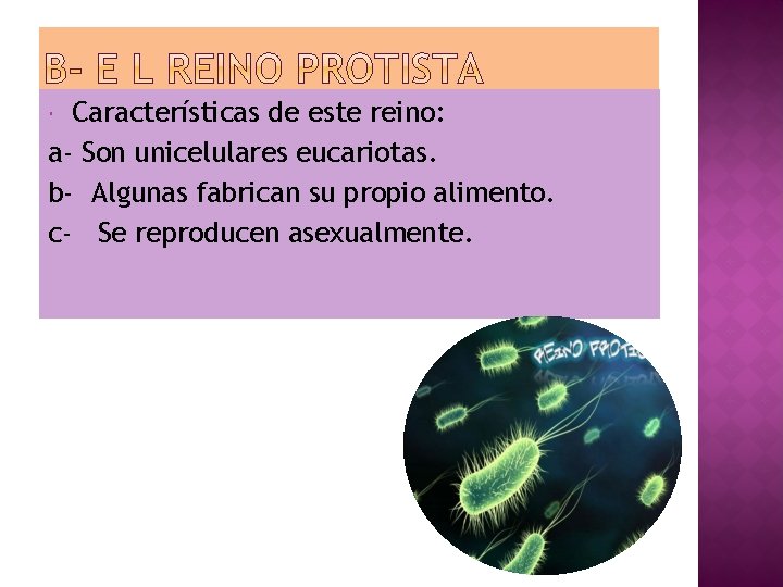 Características de este reino: a- Son unicelulares eucariotas. b- Algunas fabrican su propio alimento.