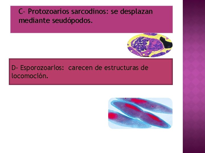  C- Protozoarios sarcodinos: se desplazan mediante seudópodos. D- Esporozoarios: carecen de estructuras de