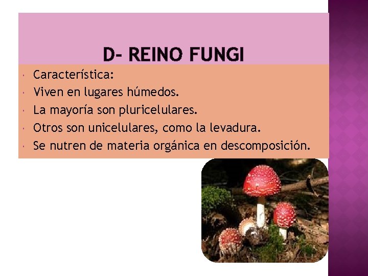 D- REINO FUNGI Característica: Viven en lugares húmedos. La mayoría son pluricelulares. Otros son