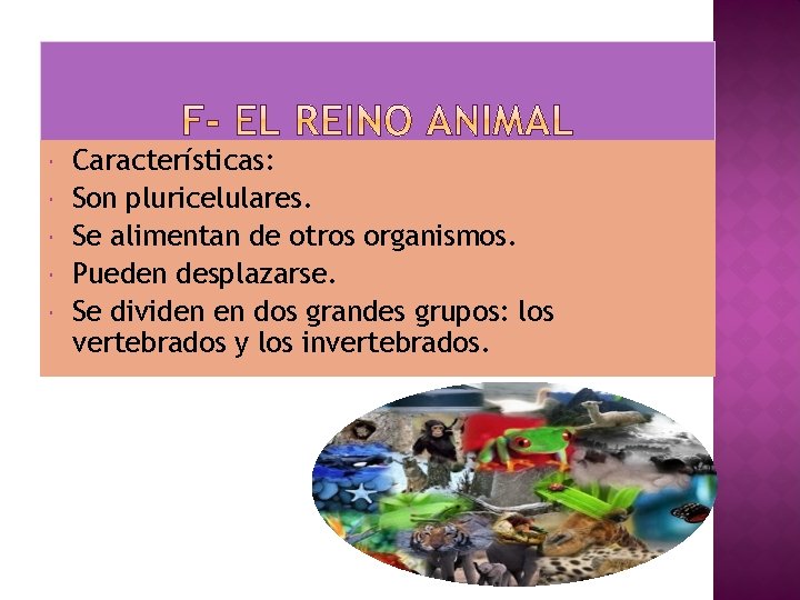  Características: Son pluricelulares. Se alimentan de otros organismos. Pueden desplazarse. Se dividen en