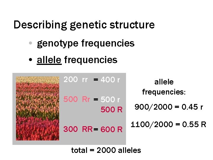 Describing genetic structure • genotype frequencies • allele frequencies 200 rr = 400 r