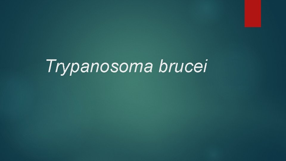 Trypanosoma brucei 
