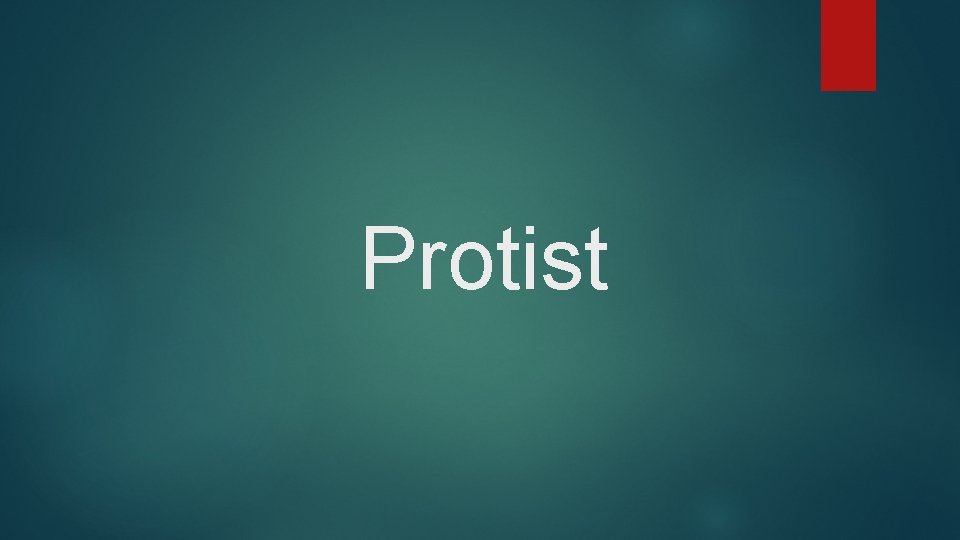 Protist 