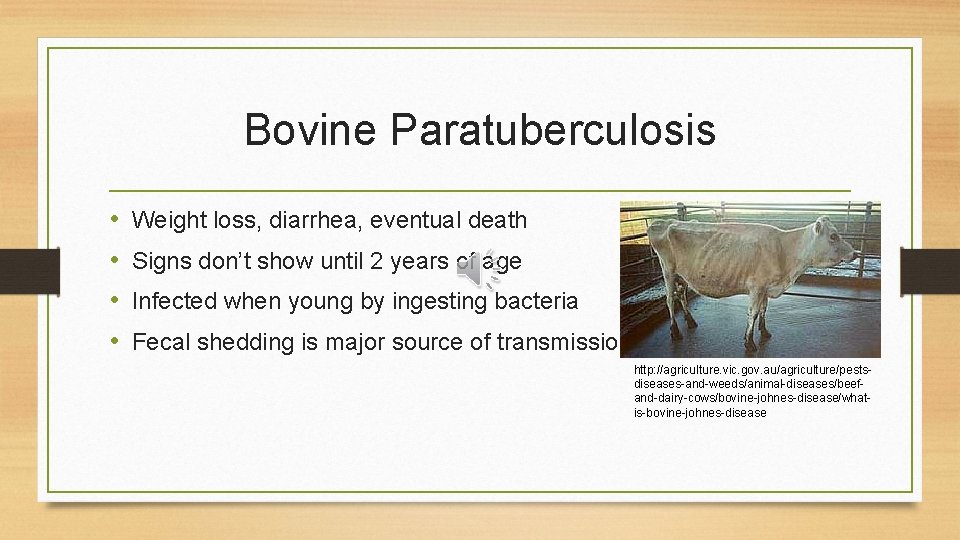 Bovine Paratuberculosis • • Weight loss, diarrhea, eventual death Signs don’t show until 2