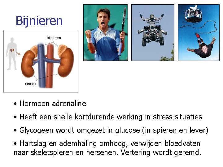 Bijnieren • Hormoon adrenaline • Heeft een snelle kortdurende werking in stress-situaties • Glycogeen