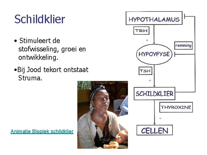 Schildklier • Stimuleert de stofwisseling, groei en ontwikkeling. • Bij Jood tekort ontstaat Struma.