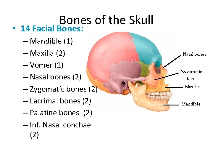 Bones of the Skull • 14 Facial Bones: – Mandible (1) – Maxilla (2)