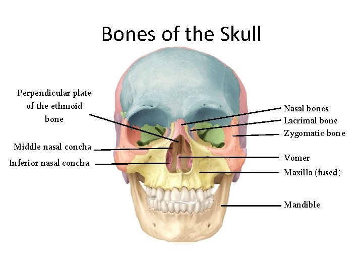 Bones of the Skull Perpendicular plate of the ethmoid bone Middle nasal concha Inferior