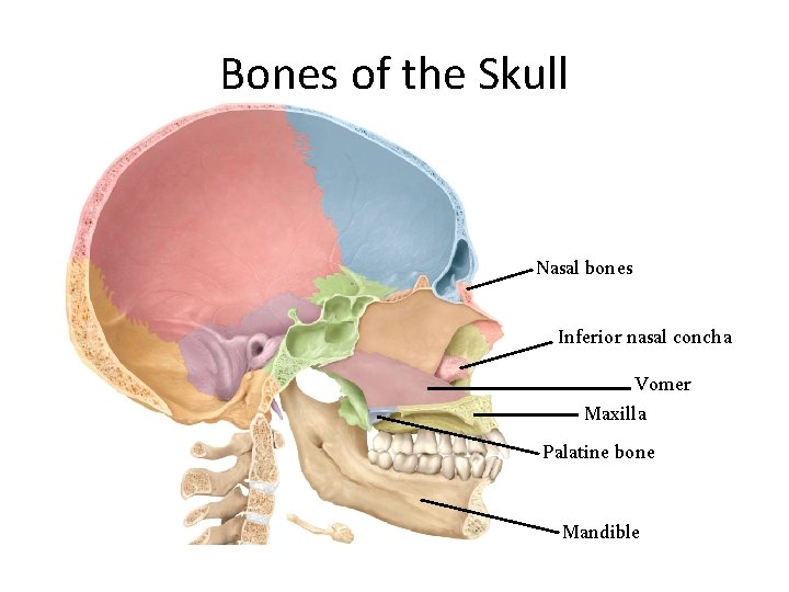 Bones of the Skull Nasal bones Inferior nasal concha Vomer Maxilla Palatine bone Mandible