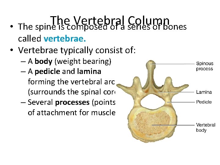  • The Vertebral Column The spine is composed of a series of bones