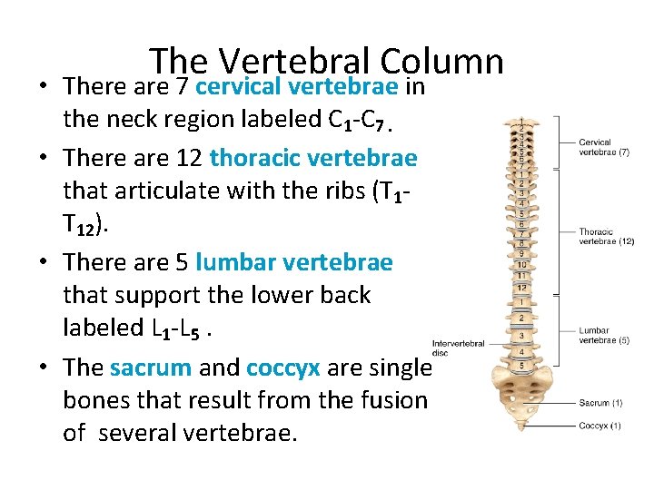 The Vertebral Column • There are 7 cervical vertebrae in the neck region labeled