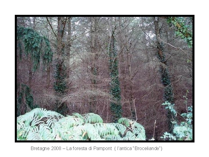 Bretagne 2008 – La foresta di Pampont ( l’antica “Broceliande”) 