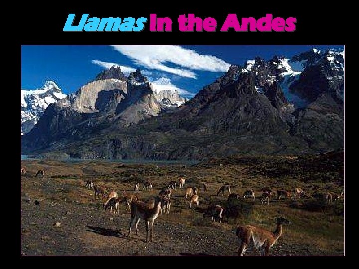 Llamas in the Andes 