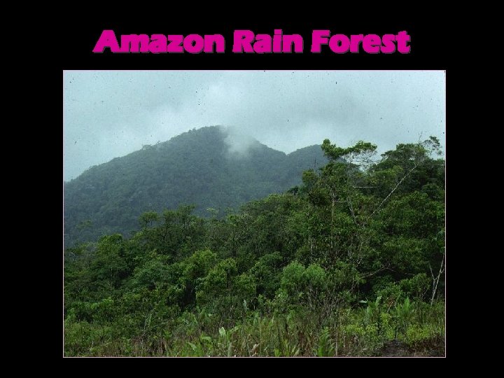 Amazon Rain Forest 