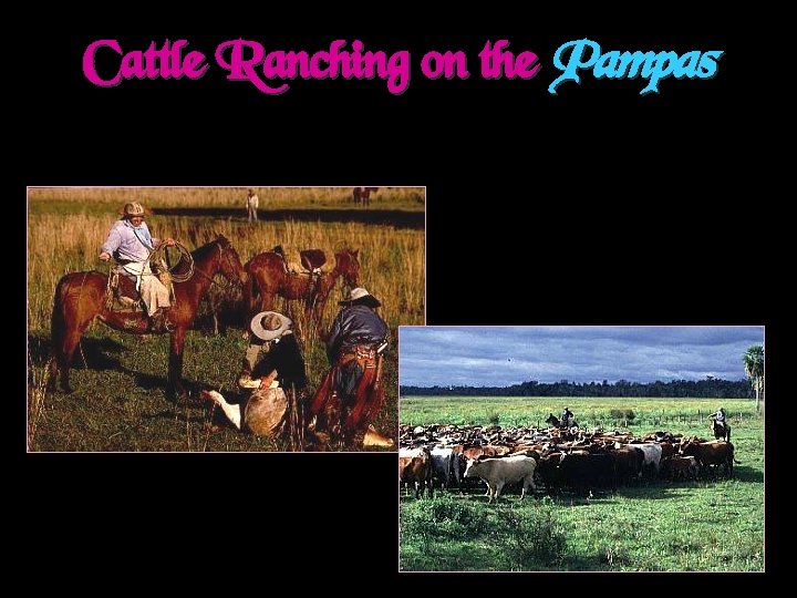 Cattle Ranching on the Pampas 