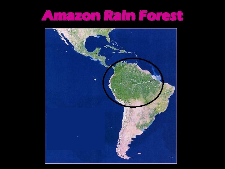 Amazon Rain Forest 