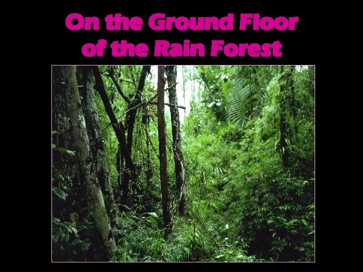 On the Ground Floor of the Rain Forest 