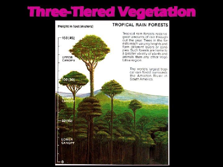 Three-Tiered Vegetation 