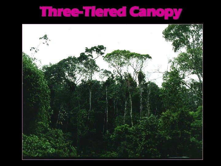 Three-Tiered Canopy 