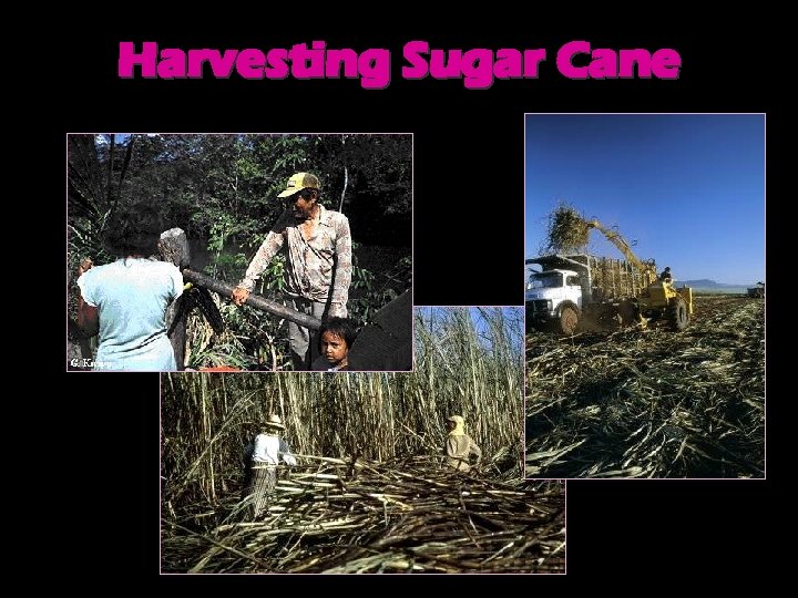 Harvesting Sugar Cane 