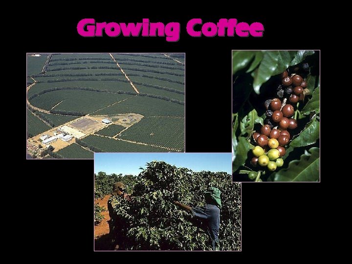 Growing Coffee 