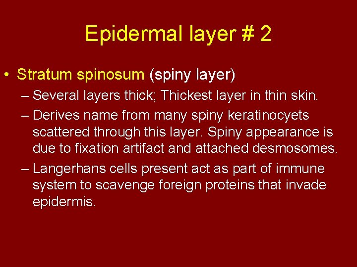 Epidermal layer # 2 • Stratum spinosum (spiny layer) – Several layers thick; Thickest