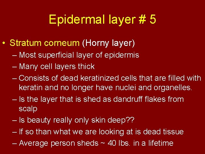 Epidermal layer # 5 • Stratum corneum (Horny layer) – Most superficial layer of