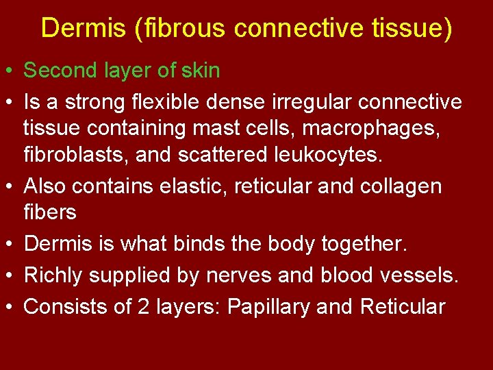 Dermis (fibrous connective tissue) • Second layer of skin • Is a strong flexible