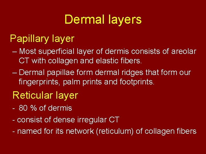 Dermal layers Papillary layer – Most superficial layer of dermis consists of areolar CT