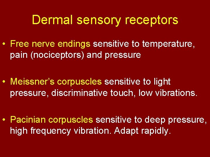 Dermal sensory receptors • Free nerve endings sensitive to temperature, pain (nociceptors) and pressure