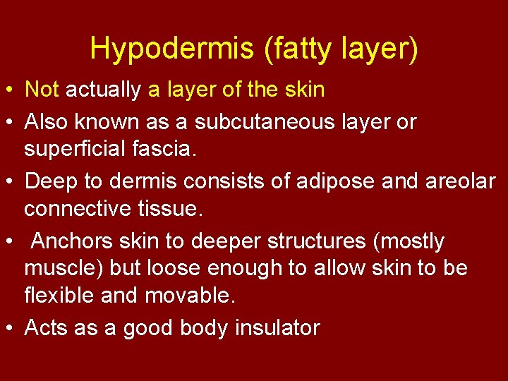 Hypodermis (fatty layer) • Not actually a layer of the skin • Also known