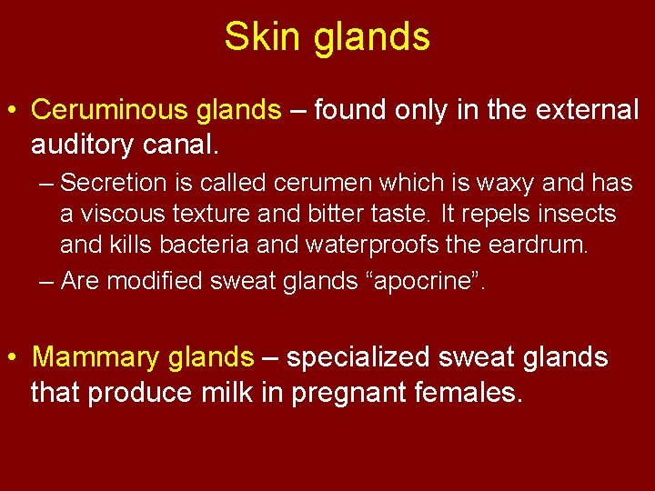 Skin glands • Ceruminous glands – found only in the external auditory canal. –