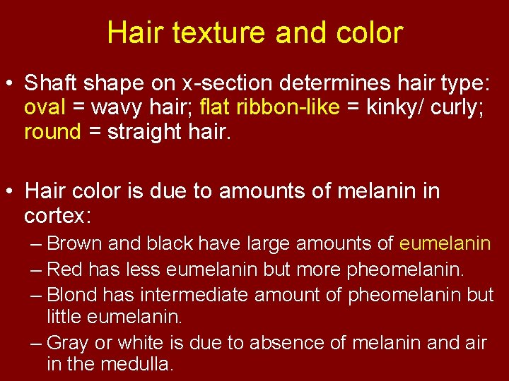 Hair texture and color • Shaft shape on x-section determines hair type: oval =