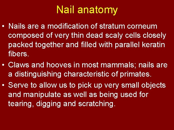 Nail anatomy • Nails are a modification of stratum corneum composed of very thin