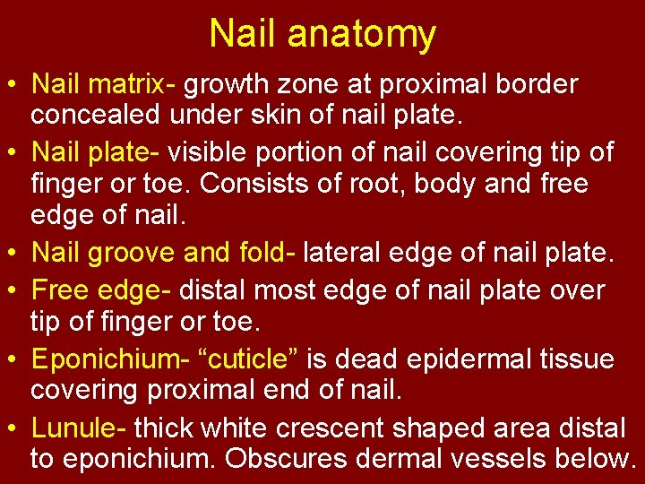 Nail anatomy • Nail matrix- growth zone at proximal border concealed under skin of