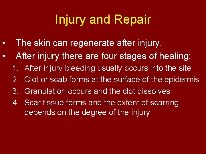 Injury and Repair • • The skin can regenerate after injury. After injury there