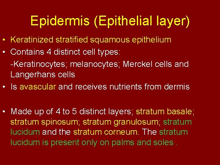 Epidermis (Epithelial layer) • Keratinized stratified squamous epithelium • Contains 4 distinct cell types: