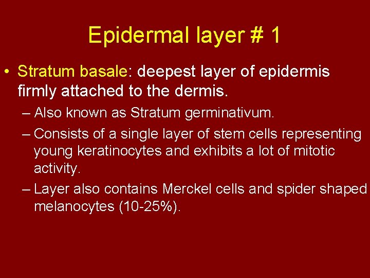 Epidermal layer # 1 • Stratum basale: deepest layer of epidermis firmly attached to