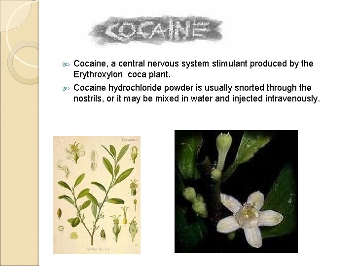  Cocaine, a central nervous system stimulant produced by the Erythroxylon coca plant. Cocaine