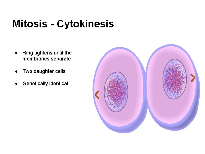 Mitosis - Cytokinesis ● Ring tightens until the membranes separate ● Two daughter cells