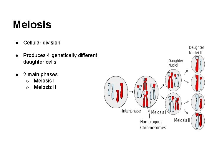 Meiosis ● Cellular division ● Produces 4 genetically different daughter cells ● 2 main